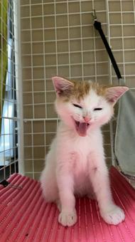 遊んで〜と鳴いてるところ 子猫,マンチカン,ねこの写真素材