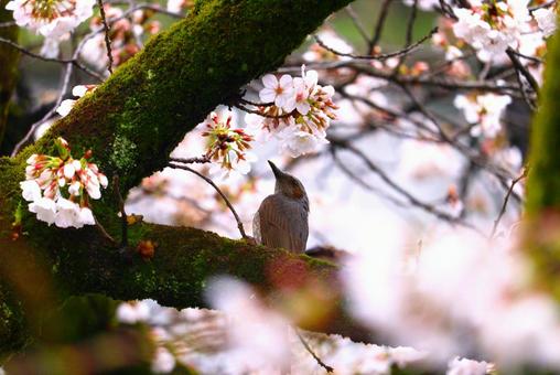 春を見つめる 春を見つめるの写真