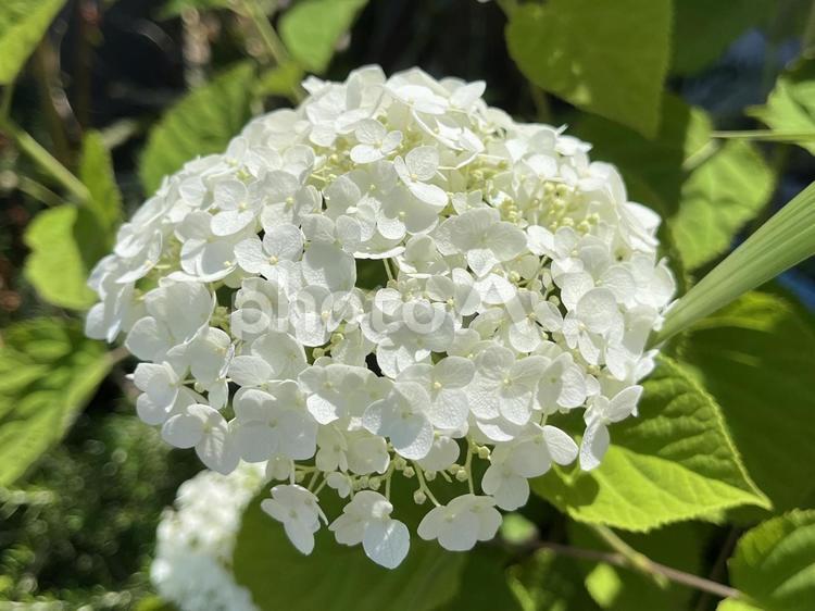 白のアジサイの花 アジサイ,花,白の写真素材