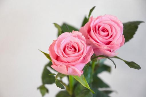 ピンクのばら ピンクのばら ピンク,ばら,薔薇の写真素材