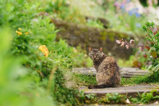 自然の中の野良猫 自然の中の野良猫の写真