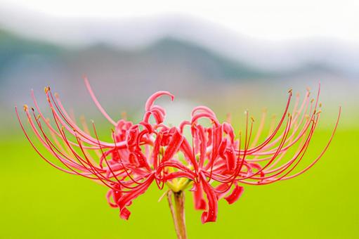 彼岸花 曼珠沙華の写真