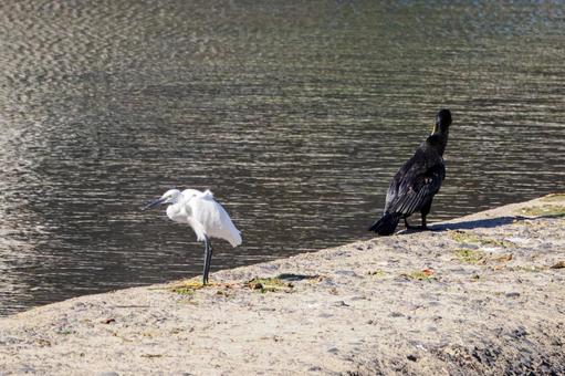 コサギとカワウ⑴ コサギとカワウ⑴ 鳥,コサギ,カワウの写真素材