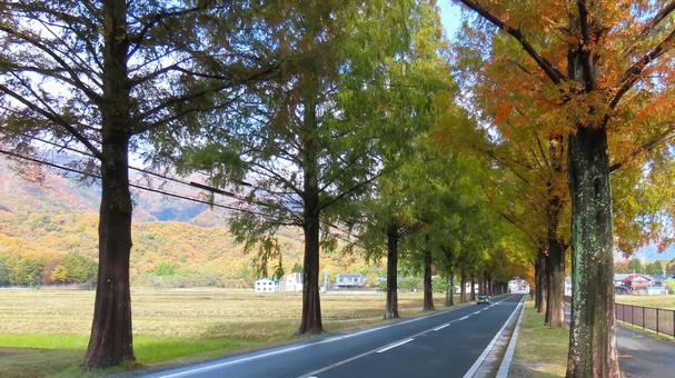 紅葉のメタセコイヤ並木道 メタセコイヤ並木,並木道,紅葉の写真素材