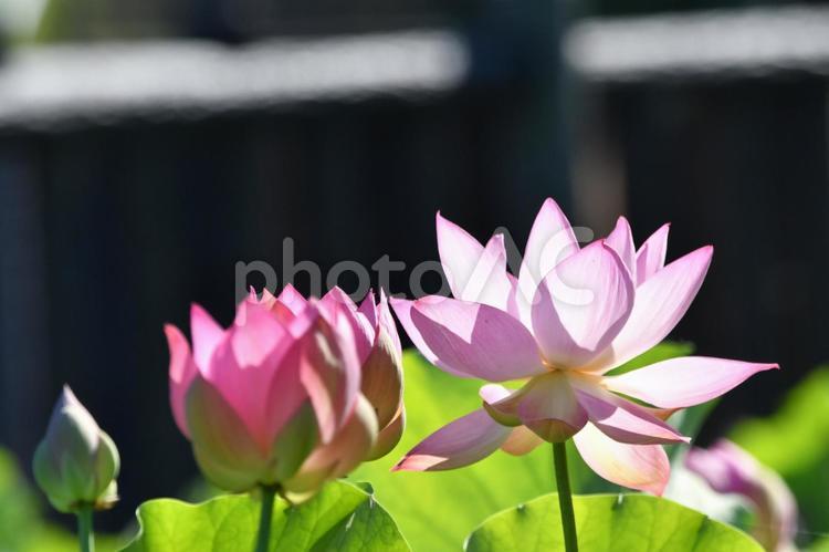 星名池の蓮の花 自然,フラワー,風景の写真素材