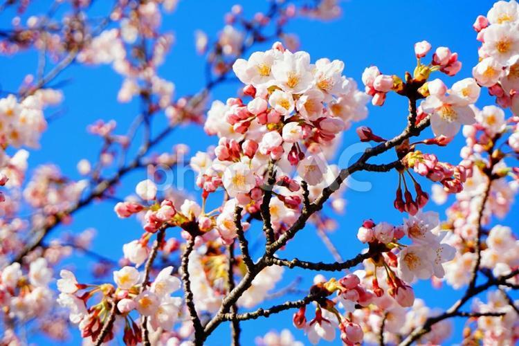 桜　木　花びら　蕾　 桜,さくら,木の写真素材