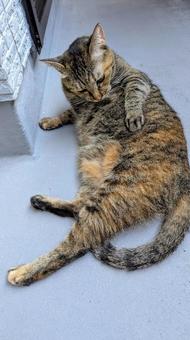 毛づくろいニャンコ 毛づくろいニャンコの写真