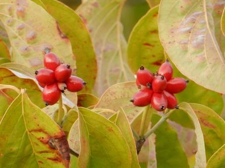 【花の写真】ハナミズキの実 【花の写真】ハナミズキの実 ハナミズキ,花水木,植物の写真素材