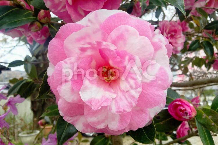 これは何の花？ 牡丹,椿,花の写真素材