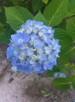 Photo, hydrangea, murasaki, blue, 