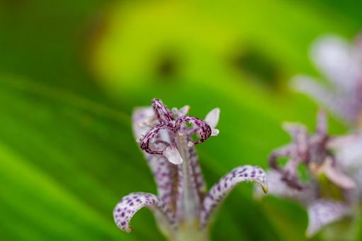 ホトトギス⑴の写真