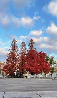 紅葉した街路樹 紅葉,秋,街路樹の写真素材