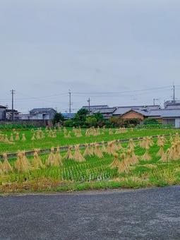 稲刈り 米,稲刈り,田舎の写真素材