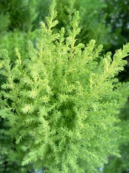 鉢植えのコニファー コニファー,イトスギ,ビャクシンの写真素材