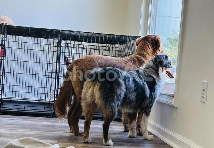 2匹の犬が仲良く窓から外のパトロール 犬,2匹,仲良しの写真素材