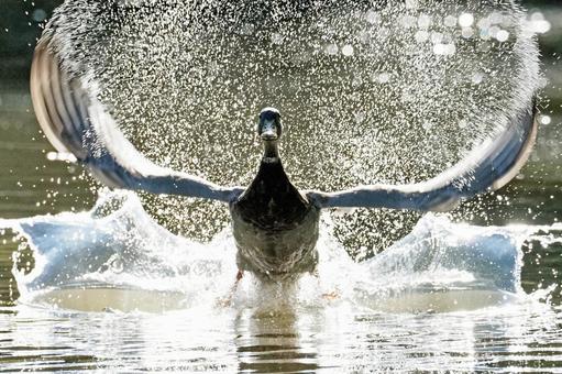 離水するカモ 離水するカモの写真