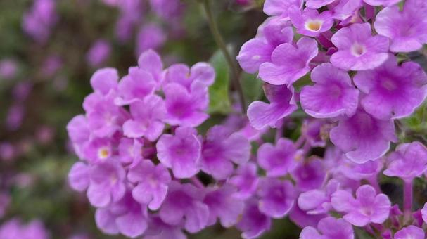 紫色の花 紫色の花 花,植物,紫の写真素材