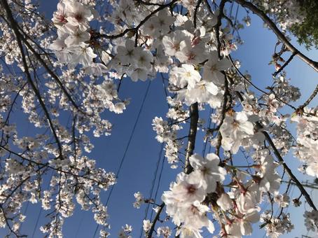 春の桜 桜,さくら,ピンクの写真素材