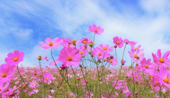 コスモス畑 コスモス,秋桜,cosmosの写真素材