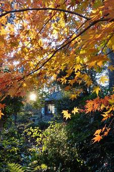<秋のイメージ>紅葉 <秋のイメージ>紅葉の写真