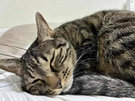 寝てる猫 寝てる猫の写真