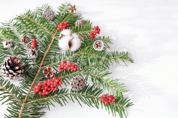 もみの木と木の実のクリスマスイメージ背景 クリスマス,ツリー,メリークリスマスの写真素材