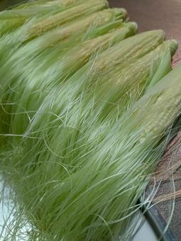 Photo, young corn, corn, chestnut, 