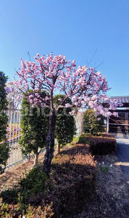 桜　さくら 桜,さくら,サクラの写真素材