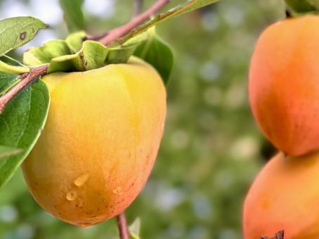 実った柿 01 実った柿 01 柿,カキ,実の写真素材