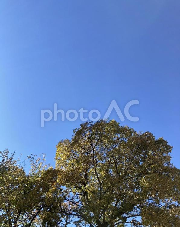 青空と木 木,晴れ,青空の写真素材
