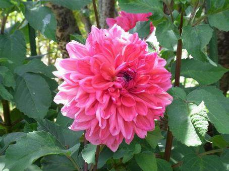 花壇に咲く大輪のピンクのダリア 花壇に咲く大輪のピンクのダリア ダリア,花,植物の写真素材