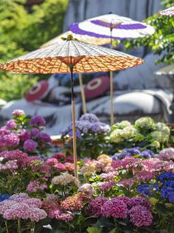 Photo, huhansha temple, ajisai corridor, umbrella, 
