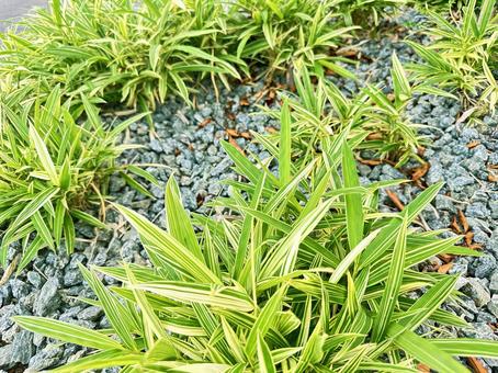 斑入りヤブラン　多年草 斑入りヤブラン,ヤブラン,ガーデニングの写真素材