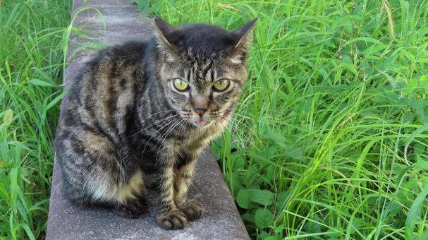夕涼みが日課のもふもふであざとい猫様 夕涼みが日課のもふもふであざとい猫様 猫,キジトラ,お座りの写真素材