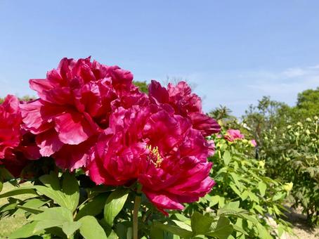 ボタンの花 赤 ボタンの花 赤 牡丹,ボタン,ぼたんの写真素材