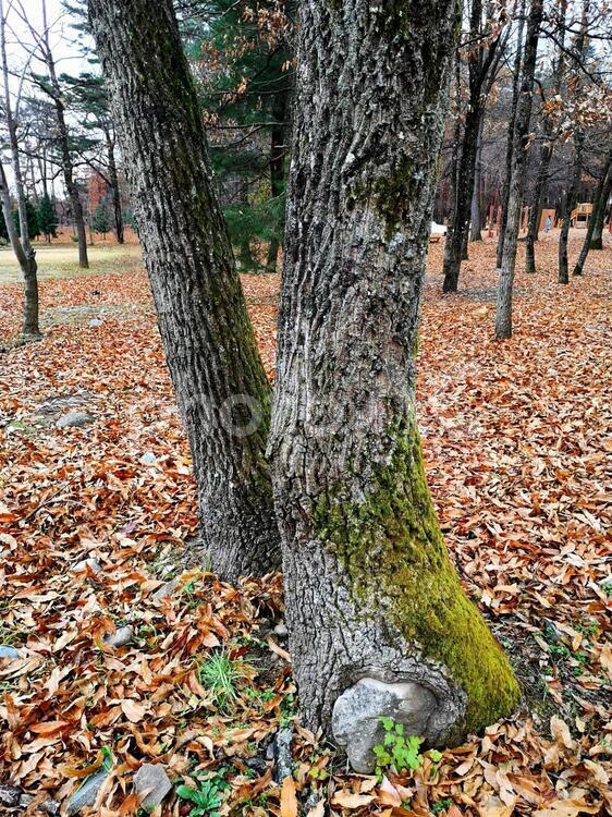 石がくい込んだ木 秋,葉,木材の写真素材