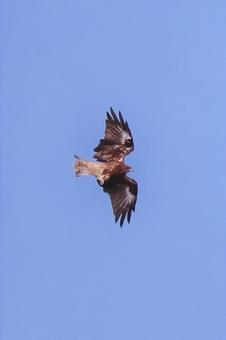 トビ トビの写真
