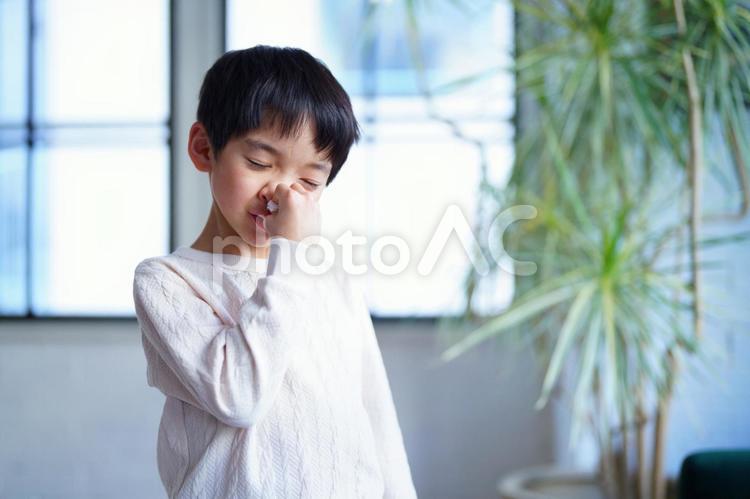 ティッシュでおさえる男の子 男の子,小学生,リビングの写真素材