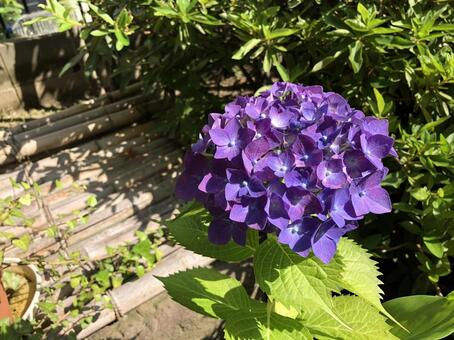 アジサイの花 5の写真