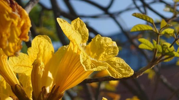 イペの花 イペの花の写真