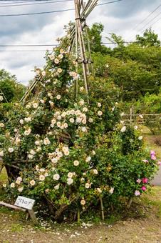 蔵王のバラ(76) 蔵王のバラ(76)の写真