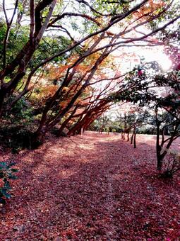 冬の紅葉、夕刻の散策路が赤く染まる 林,森,木の写真素材