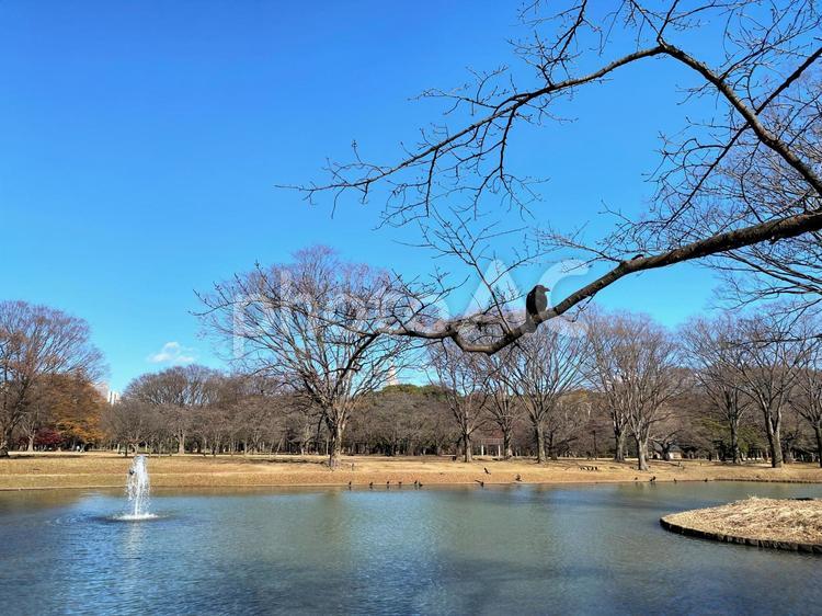 落葉した木に止まる鳥と池 枯れ木,青空,池の写真素材