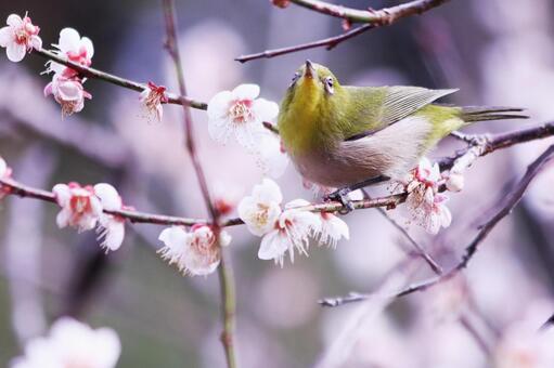 アップで撮った梅の枝にとまるメジロ 鳥,メジロ,春の写真素材
