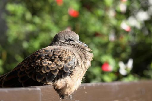 日光浴をするキジバトの幼鳥 キジバト,小鳥,バードウォッチングの写真素材