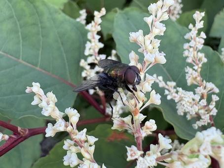 虎杖の花にとまるキンバエ 03 虎杖の花にとまるキンバエ 03 キンバエ,金蝿,虎杖の写真素材