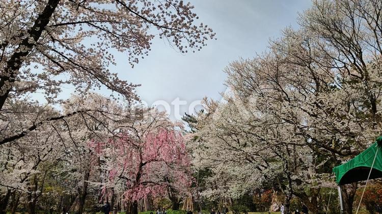 弘前のさくら さくら,花,春の写真素材