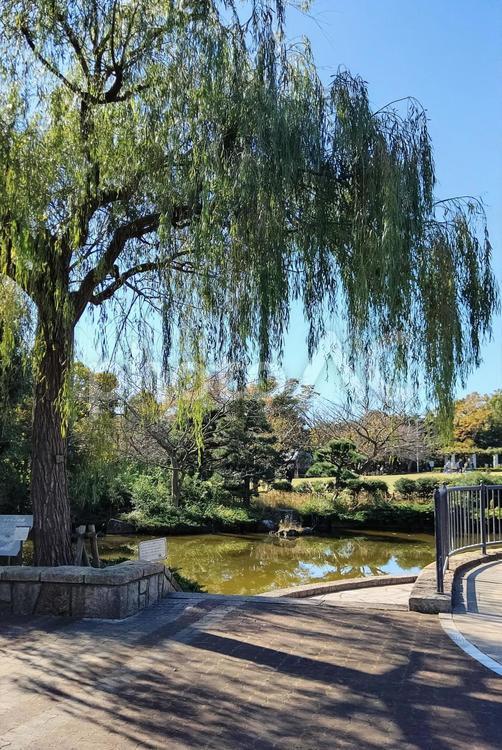 長久保公園都市緑化植物園　柳と池 柳,池,植物園の写真素材