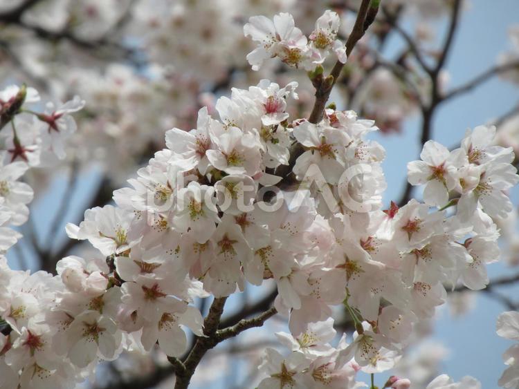 市民公園・今は満開の桜の花 花,植物,さくらの写真素材