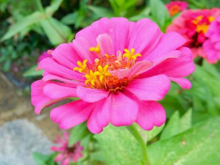 【花の写真】 ヒャクニチソウ（百日草） 百日草,ヒャクニチソウ,キク科の写真素材